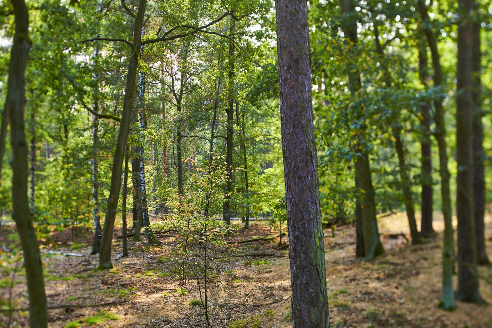 Ansicht von Baumstämmen und Waldboden in dem Naturschutzgebiet, welches den Europarc Dreilinden umgibt.