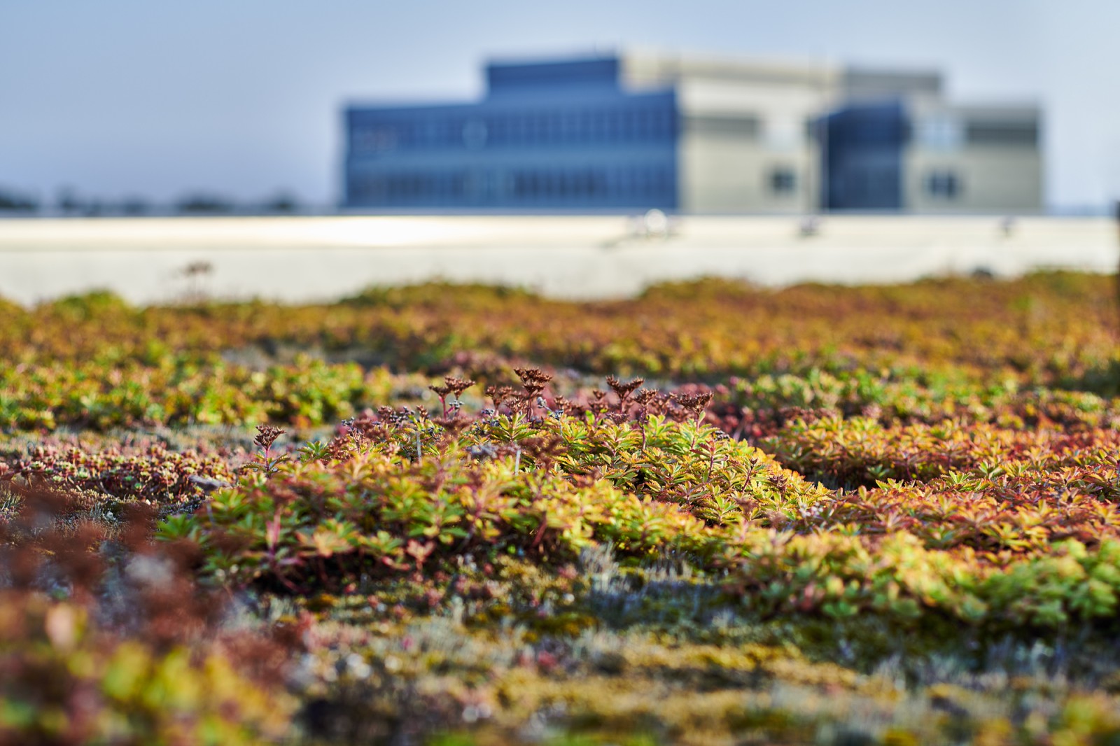 Eine begrünte Dachfläche auf dem Europarc Dreilinden, im Hintergrund ein Bürogebäude.